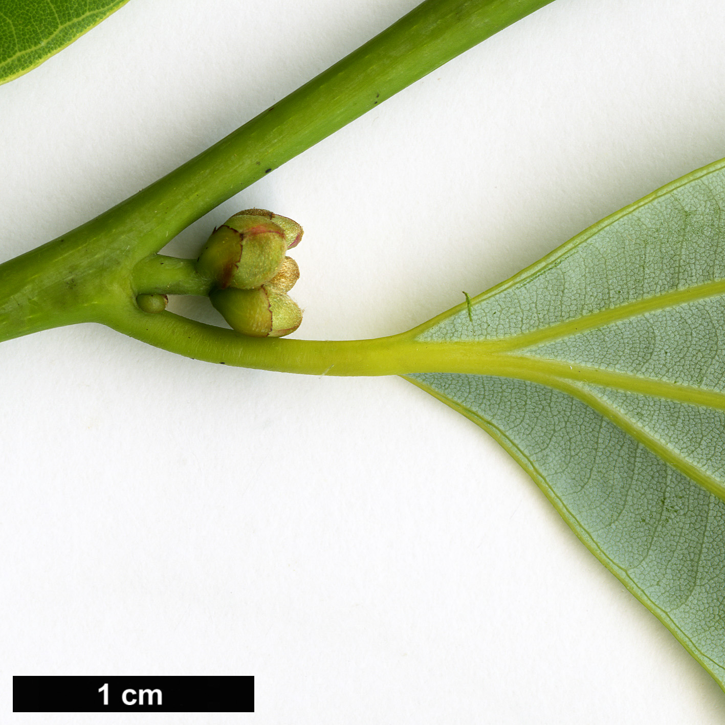 High resolution image: Family: Lauraceae - Genus: Neolitsea - Taxon: pulchella